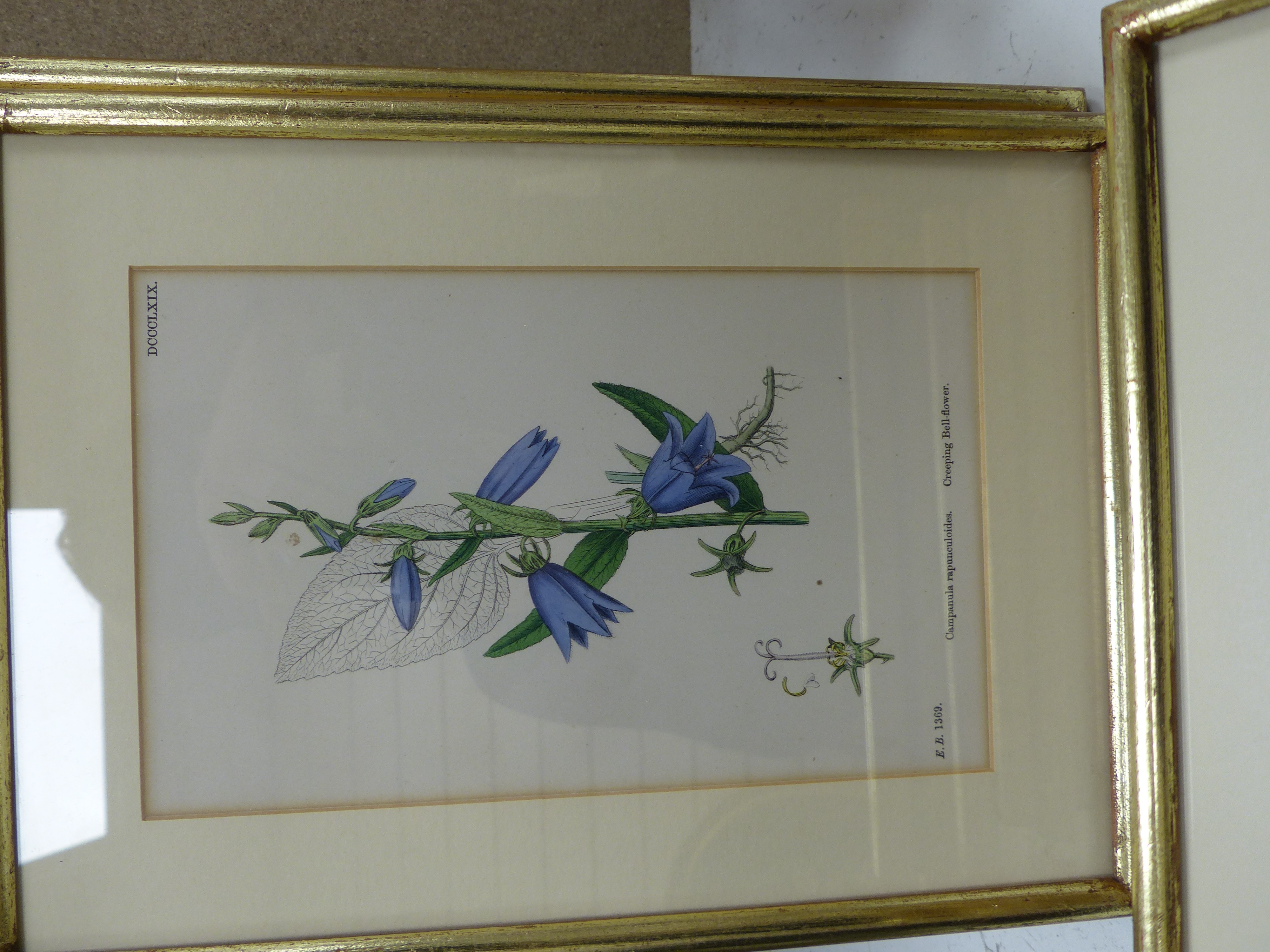 Fourteen Victorian hand coloured botanical engravings, largest 13 x 22cm